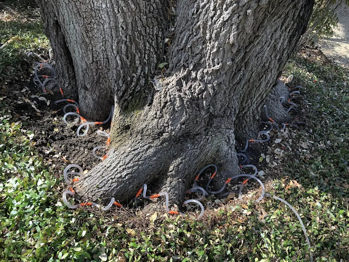 Detailed Tree Cabling and Bracing job site in Bay Port