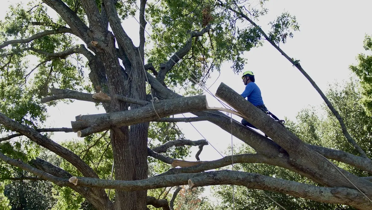 Professional Crown Thinning performed by certified arborists in Bay Port