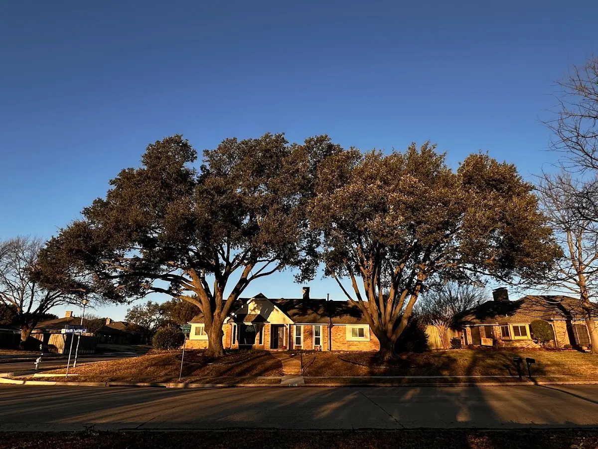 Established residential canopy tree shading a home in Bay Port